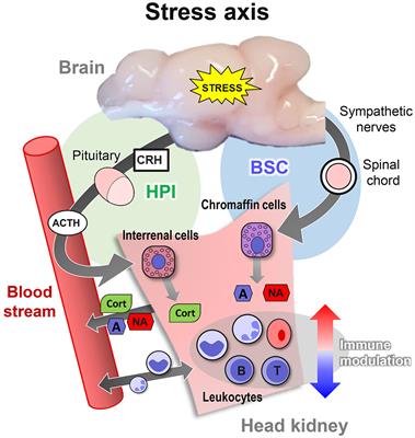 Experimental Handling Challenges Result in Minor Changes in the Phagocytic Capacity and Transcriptome of Head-Kidney Cells of the Salmonid Fish Coregonus maraena